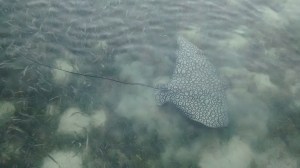 IMG_20141202_171042699