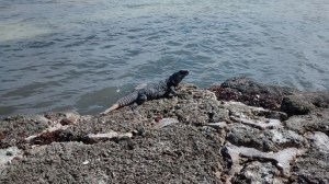 IMG_20150114_135242250